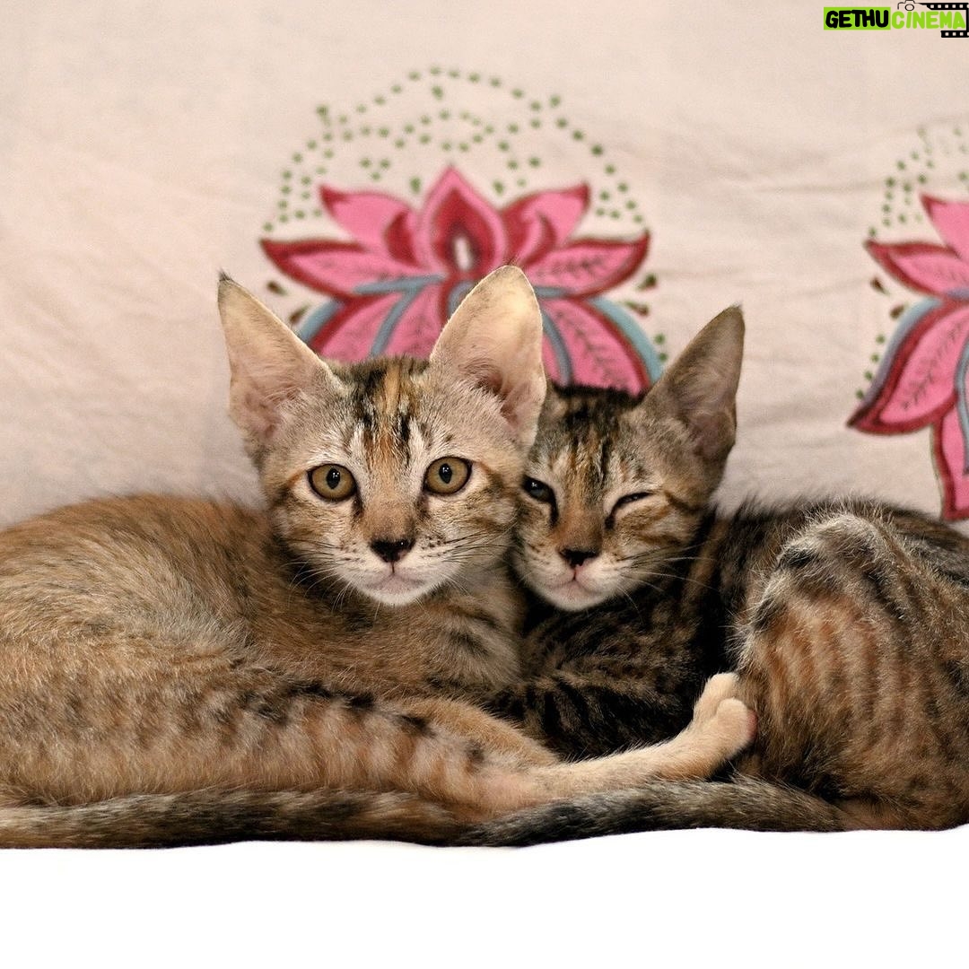 Swastika Mukherjee Instagram - Help these babies find a loving home. If you are ready to provide a loving home for these sweet siblings, reach out via WhatsApp at +919810063666 (only whatsapp active) Details below. Via @pawsforacausencr Meet Dhaniya & Mirchi, the sweetest and cuddliest kittens! 🐱🐱 These adorable siblings are 2.5 months old and were rescued from the streets of Delhi when their mother disappeared. They are up for adoption in pairs; For single kitten adoption, homes with a resident cat would also be considered, as it can provide them with companionship and socialization. Dhaniya & Mirchi are bundles of energy and love playing with each other. They're very friendly with humans and would run to you for licks and cuddles. They're quite independent and don't require constant human attention, but it's essential to supervise them during playtime. They are fully litter trained and have mastered the art of being neat and tidy. For their safety, Dhaniya & Mirchi must be adopted as 100% indoor cats, with no outdoor access unless they are trained to wear harnesses and secured. This means the adopter will need to cat-proof their home by netting balconies and ensuring a safe environment. 📸: Rohan, @thebigbluepanda and Pallavi, @themotherofdoggos🫶🏽 #adoptdontshop #CatsOfInstagram #kittens #rescueisbest #DelhiNCR #Foster #Adopt #kittenlove