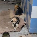 Swastika Mukherjee Instagram – Warm Winters For All ♥️ 

Spread warmth in just ₹170 this Winter ♥️ 

70/1000 sponsored 

Each bed is ₹170 and we are spreading out 1000 of those, if you’d like to contribute please come forward ♥️

Help and Heal Animal Trust
  Bank of India
  A/c# 605310110004683
  FSC Code : BKID0006053
  UPI: 9818981177@icici
  Paytm : 9818981177
  Gpay : 9818981177
  PayPal: simmyonline@gmail.com