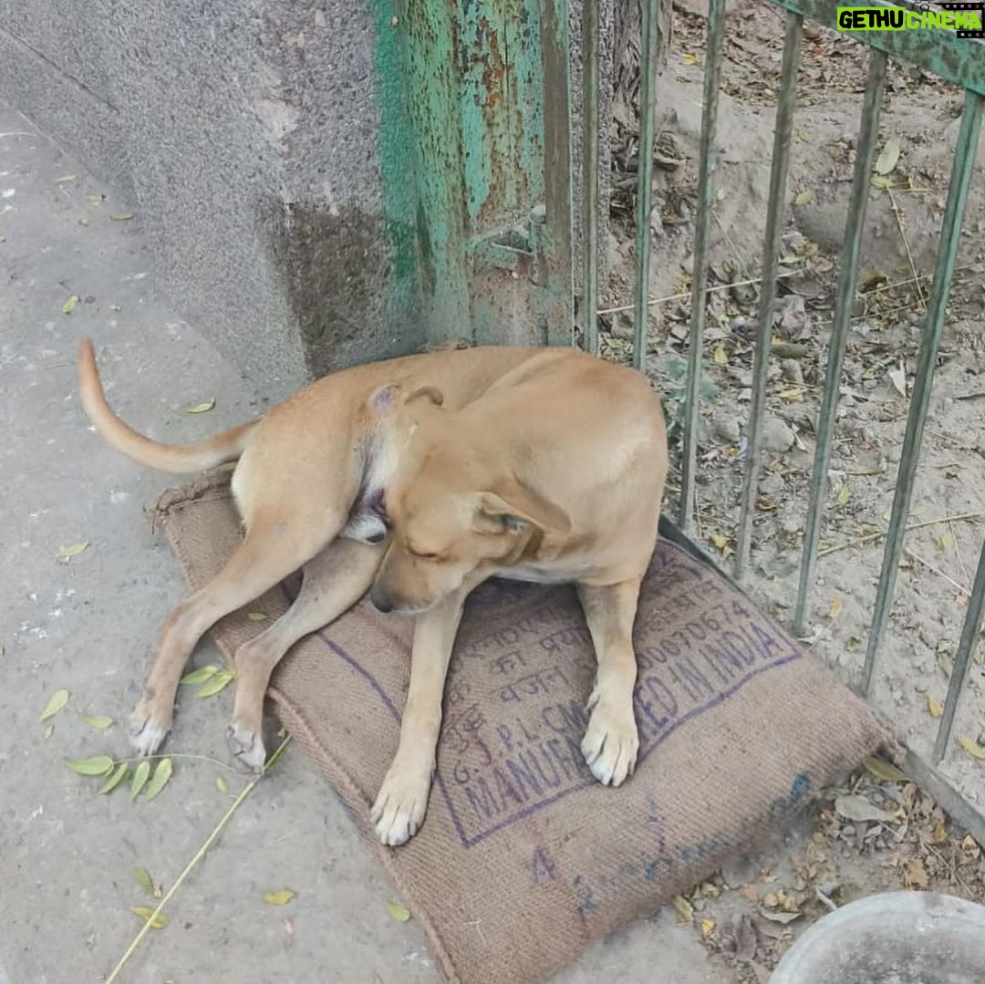 Swastika Mukherjee Instagram - Warm Winters For All ♥️ Spread warmth in just ₹170 this Winter ♥️ 70/1000 sponsored Each bed is ₹170 and we are spreading out 1000 of those, if you’d like to contribute please come forward ♥️ Help and Heal Animal Trust Bank of India A/c# 605310110004683 FSC Code : BKID0006053 UPI: 9818981177@icici Paytm : 9818981177 Gpay : 9818981177 PayPal: simmyonline@gmail.com