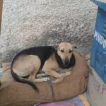 Swastika Mukherjee Instagram - Warm Winters For All ♥️ Spread warmth in just ₹170 this Winter ♥️ 70/1000 sponsored Each bed is ₹170 and we are spreading out 1000 of those, if you’d like to contribute please come forward ♥️ Help and Heal Animal Trust Bank of India A/c# 605310110004683 FSC Code : BKID0006053 UPI: 9818981177@icici Paytm : 9818981177 Gpay : 9818981177 PayPal: simmyonline@gmail.com
