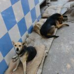Swastika Mukherjee Instagram – Warm Winters For All ♥️ 

Spread warmth in just ₹170 this Winter ♥️ 

70/1000 sponsored 

Each bed is ₹170 and we are spreading out 1000 of those, if you’d like to contribute please come forward ♥️

Help and Heal Animal Trust
  Bank of India
  A/c# 605310110004683
  FSC Code : BKID0006053
  UPI: 9818981177@icici
  Paytm : 9818981177
  Gpay : 9818981177
  PayPal: simmyonline@gmail.com