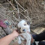 Swastika Mukherjee Instagram - DELHI NCR ADOPTION APPEAL 🌼 PLEASE SHARE 🌼 5 cute, chonky Indie puppers are looking for their forever homes 🥰 They are adorable, playful, and love humans! They are only a month old. They are currently in the care of some residents living in Sushant Estate, Gurugram. They sleep in a drum, which we collected from @straytalkindia Vaccination status: Unvaccinated (but we are looking to get it done soon) Location: Gurugram Please contact us at @yujibougie / WhatsApp at 9674039510 if interested. #delhincradoptions #gurugramadoptions #adoptdontshop #adoptindia #adoptstrayindia #Indiandoggies #indianpariah #straydogsindia