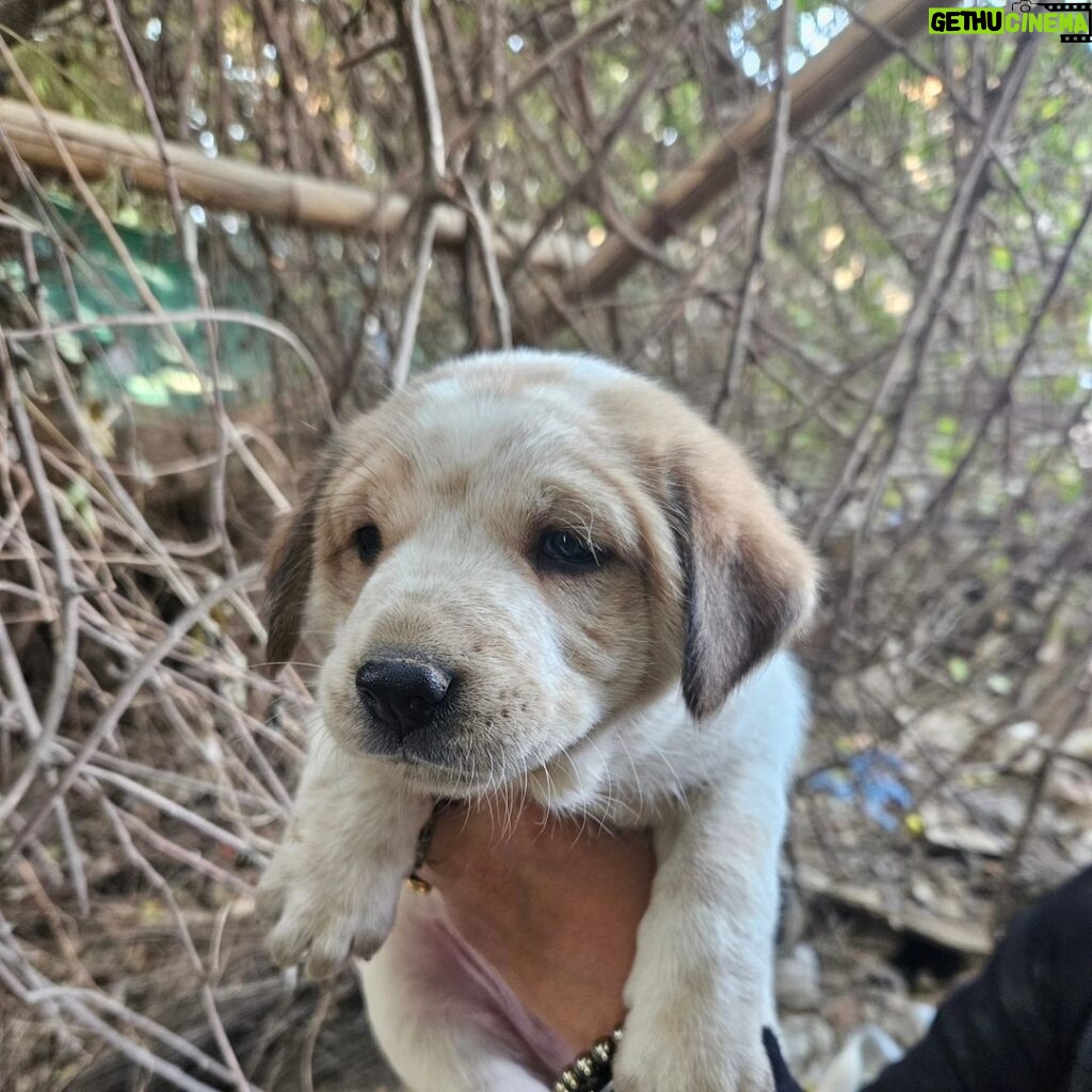 Swastika Mukherjee Instagram - DELHI NCR ADOPTION APPEAL 🌼 PLEASE SHARE 🌼 5 cute, chonky Indie puppers are looking for their forever homes 🥰 They are adorable, playful, and love humans! They are only a month old. They are currently in the care of some residents living in Sushant Estate, Gurugram. They sleep in a drum, which we collected from @straytalkindia Vaccination status: Unvaccinated (but we are looking to get it done soon) Location: Gurugram Please contact us at @yujibougie / WhatsApp at 9674039510 if interested. #delhincradoptions #gurugramadoptions #adoptdontshop #adoptindia #adoptstrayindia #Indiandoggies #indianpariah #straydogsindia