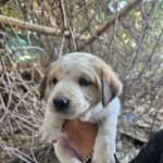 Swastika Mukherjee Instagram - DELHI NCR ADOPTION APPEAL 🌼 PLEASE SHARE 🌼 5 cute, chonky Indie puppers are looking for their forever homes 🥰 They are adorable, playful, and love humans! They are only a month old. They are currently in the care of some residents living in Sushant Estate, Gurugram. They sleep in a drum, which we collected from @straytalkindia Vaccination status: Unvaccinated (but we are looking to get it done soon) Location: Gurugram Please contact us at @yujibougie / WhatsApp at 9674039510 if interested. #delhincradoptions #gurugramadoptions #adoptdontshop #adoptindia #adoptstrayindia #Indiandoggies #indianpariah #straydogsindia