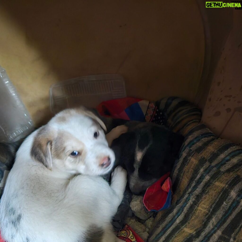 Swastika Mukherjee Instagram - DELHI NCR ADOPTION APPEAL 🌼 PLEASE SHARE 🌼 5 cute, chonky Indie puppers are looking for their forever homes 🥰 They are adorable, playful, and love humans! They are only a month old. They are currently in the care of some residents living in Sushant Estate, Gurugram. They sleep in a drum, which we collected from @straytalkindia Vaccination status: Unvaccinated (but we are looking to get it done soon) Location: Gurugram Please contact us at @yujibougie / WhatsApp at 9674039510 if interested. #delhincradoptions #gurugramadoptions #adoptdontshop #adoptindia #adoptstrayindia #Indiandoggies #indianpariah #straydogsindia