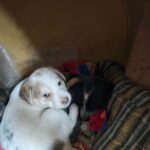 Swastika Mukherjee Instagram – DELHI NCR ADOPTION APPEAL 🌼

PLEASE SHARE 🌼

5 cute, chonky Indie puppers are looking for their forever homes 🥰
They are adorable, playful, and love humans!

They are only a month old. 

They are currently in the care of some residents living in Sushant Estate, Gurugram. They sleep in a drum, which we collected from @straytalkindia

Vaccination status: Unvaccinated (but we are looking to get it done soon)
Location: Gurugram

Please contact us at @yujibougie / WhatsApp at 9674039510 if interested. 

#delhincradoptions #gurugramadoptions #adoptdontshop #adoptindia #adoptstrayindia #Indiandoggies #indianpariah #straydogsindia