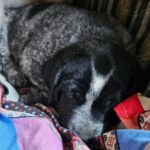 Swastika Mukherjee Instagram - DELHI NCR ADOPTION APPEAL 🌼 PLEASE SHARE 🌼 5 cute, chonky Indie puppers are looking for their forever homes 🥰 They are adorable, playful, and love humans! They are only a month old. They are currently in the care of some residents living in Sushant Estate, Gurugram. They sleep in a drum, which we collected from @straytalkindia Vaccination status: Unvaccinated (but we are looking to get it done soon) Location: Gurugram Please contact us at @yujibougie / WhatsApp at 9674039510 if interested. #delhincradoptions #gurugramadoptions #adoptdontshop #adoptindia #adoptstrayindia #Indiandoggies #indianpariah #straydogsindia
