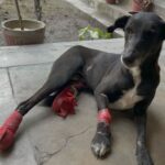 Swastika Mukherjee Instagram - Trigger Warning 🆘🆘 Please help treat this doggo. To donate -9717765888 or swipe left for scan code Via @pawnushka A bus in a school ran over this poor dog leaving him paralysed ,some local people tied bandages to his wound which has let the wound being rotten. He was reported to me by small girl that goes to this school.We have no scope to pick him up due to lack of funds as we yesterday only rescued a puppy with a deep cut on his belly. We are raising rs 30,000 for this dog as it will be a long journey so we need to have this much as buffer to pay the vets and boarding facility considering he is paralysed and cnt be left on road. The dog is lying helpless in that’s school in this cold and my heart is breaking looking at his pictures