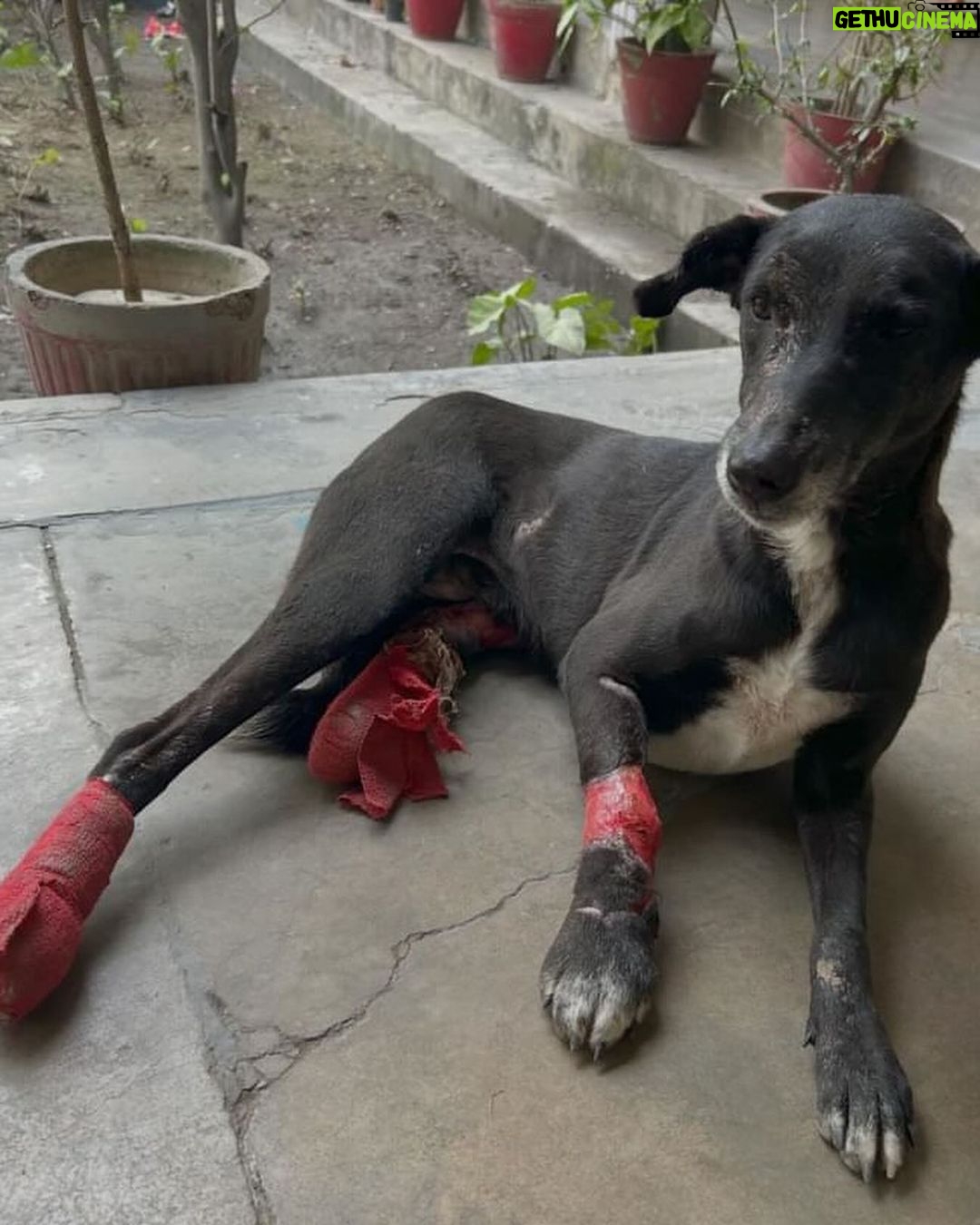 Swastika Mukherjee Instagram - Trigger Warning ๐๐ Please help treat this doggo. To donate -9717765888 or swipe left for scan code Via @pawnushka A bus in a school ran over this poor dog leaving him paralysed ,some local people tied bandages to his wound which has let the wound being rotten. He was reported to me by small girl that goes to this school.We have no scope to pick him up due to lack of funds as we yesterday only rescued a puppy with a deep cut on his belly. We are raising rs 30,000 for this dog as it will be a long journey so we need to have this much as buffer to pay the vets and boarding facility considering he is paralysed and cnt be left on road. The dog is lying helpless in thatโs school in this cold and my heart is breaking looking at his pictures