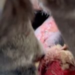 Swastika Mukherjee Instagram - Trigger Warning 🆘🆘 Please help treat this doggo. To donate -9717765888 or swipe left for scan code Via @pawnushka A bus in a school ran over this poor dog leaving him paralysed ,some local people tied bandages to his wound which has let the wound being rotten. He was reported to me by small girl that goes to this school.We have no scope to pick him up due to lack of funds as we yesterday only rescued a puppy with a deep cut on his belly. We are raising rs 30,000 for this dog as it will be a long journey so we need to have this much as buffer to pay the vets and boarding facility considering he is paralysed and cnt be left on road. The dog is lying helpless in that’s school in this cold and my heart is breaking looking at his pictures
