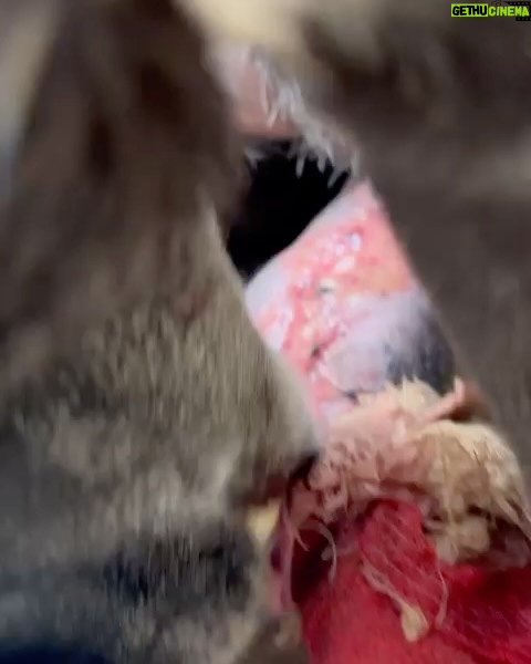Swastika Mukherjee Instagram - Trigger Warning ๐๐ Please help treat this doggo. To donate -9717765888 or swipe left for scan code Via @pawnushka A bus in a school ran over this poor dog leaving him paralysed ,some local people tied bandages to his wound which has let the wound being rotten. He was reported to me by small girl that goes to this school.We have no scope to pick him up due to lack of funds as we yesterday only rescued a puppy with a deep cut on his belly. We are raising rs 30,000 for this dog as it will be a long journey so we need to have this much as buffer to pay the vets and boarding facility considering he is paralysed and cnt be left on road. The dog is lying helpless in thatโs school in this cold and my heart is breaking looking at his pictures