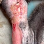 Swastika Mukherjee Instagram - Trigger Warning 🆘🆘 Please help treat this doggo. To donate -9717765888 or swipe left for scan code Via @pawnushka A bus in a school ran over this poor dog leaving him paralysed ,some local people tied bandages to his wound which has let the wound being rotten. He was reported to me by small girl that goes to this school.We have no scope to pick him up due to lack of funds as we yesterday only rescued a puppy with a deep cut on his belly. We are raising rs 30,000 for this dog as it will be a long journey so we need to have this much as buffer to pay the vets and boarding facility considering he is paralysed and cnt be left on road. The dog is lying helpless in that’s school in this cold and my heart is breaking looking at his pictures