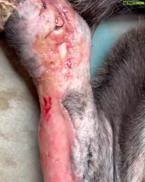 Swastika Mukherjee Instagram - Trigger Warning 🆘🆘 Please help treat this doggo. To donate -9717765888 or swipe left for scan code Via @pawnushka A bus in a school ran over this poor dog leaving him paralysed ,some local people tied bandages to his wound which has let the wound being rotten. He was reported to me by small girl that goes to this school.We have no scope to pick him up due to lack of funds as we yesterday only rescued a puppy with a deep cut on his belly. We are raising rs 30,000 for this dog as it will be a long journey so we need to have this much as buffer to pay the vets and boarding facility considering he is paralysed and cnt be left on road. The dog is lying helpless in that’s school in this cold and my heart is breaking looking at his pictures