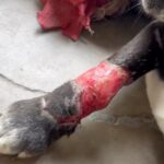 Swastika Mukherjee Instagram - Trigger Warning 🆘🆘 Please help treat this doggo. To donate -9717765888 or swipe left for scan code Via @pawnushka A bus in a school ran over this poor dog leaving him paralysed ,some local people tied bandages to his wound which has let the wound being rotten. He was reported to me by small girl that goes to this school.We have no scope to pick him up due to lack of funds as we yesterday only rescued a puppy with a deep cut on his belly. We are raising rs 30,000 for this dog as it will be a long journey so we need to have this much as buffer to pay the vets and boarding facility considering he is paralysed and cnt be left on road. The dog is lying helpless in that’s school in this cold and my heart is breaking looking at his pictures