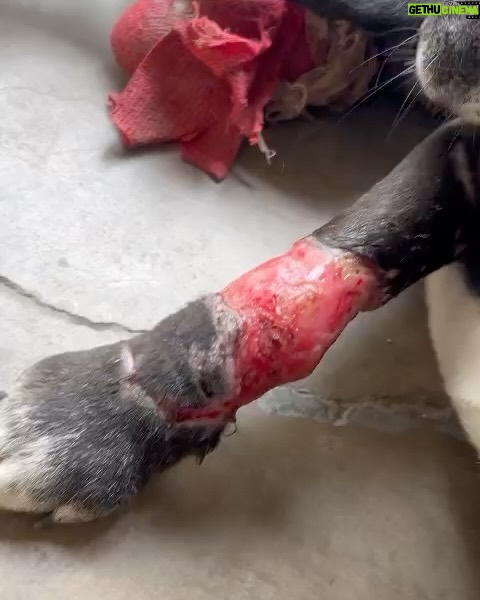 Swastika Mukherjee Instagram - Trigger Warning 🆘🆘 Please help treat this doggo. To donate -9717765888 or swipe left for scan code Via @pawnushka A bus in a school ran over this poor dog leaving him paralysed ,some local people tied bandages to his wound which has let the wound being rotten. He was reported to me by small girl that goes to this school.We have no scope to pick him up due to lack of funds as we yesterday only rescued a puppy with a deep cut on his belly. We are raising rs 30,000 for this dog as it will be a long journey so we need to have this much as buffer to pay the vets and boarding facility considering he is paralysed and cnt be left on road. The dog is lying helpless in that’s school in this cold and my heart is breaking looking at his pictures
