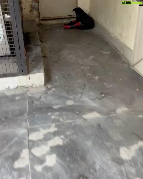 Swastika Mukherjee Instagram - Trigger Warning ๐๐ Please help treat this doggo. To donate -9717765888 or swipe left for scan code Via @pawnushka A bus in a school ran over this poor dog leaving him paralysed ,some local people tied bandages to his wound which has let the wound being rotten. He was reported to me by small girl that goes to this school.We have no scope to pick him up due to lack of funds as we yesterday only rescued a puppy with a deep cut on his belly. We are raising rs 30,000 for this dog as it will be a long journey so we need to have this much as buffer to pay the vets and boarding facility considering he is paralysed and cnt be left on road. The dog is lying helpless in thatโs school in this cold and my heart is breaking looking at his pictures