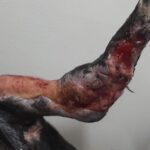 Swastika Mukherjee Instagram – Trigger Warning 🆘🆘 
Please help treat this doggo.  To donate -9717765888 or swipe left for scan code

Via @pawnushka 
A bus in a school ran over this poor dog leaving him paralysed ,some local people tied bandages to his wound which has let the wound being rotten. He was reported to me by small girl that goes to this school.We have no scope to pick him up due to lack of funds as we yesterday only rescued a puppy with a deep cut on his belly. We are raising rs 30,000 for this dog as it will be a long journey so we need to have this much as buffer to pay the vets and boarding facility considering he is paralysed and cnt be left on road.  The dog is lying helpless in that’s school in this cold and my heart is breaking looking at his pictures