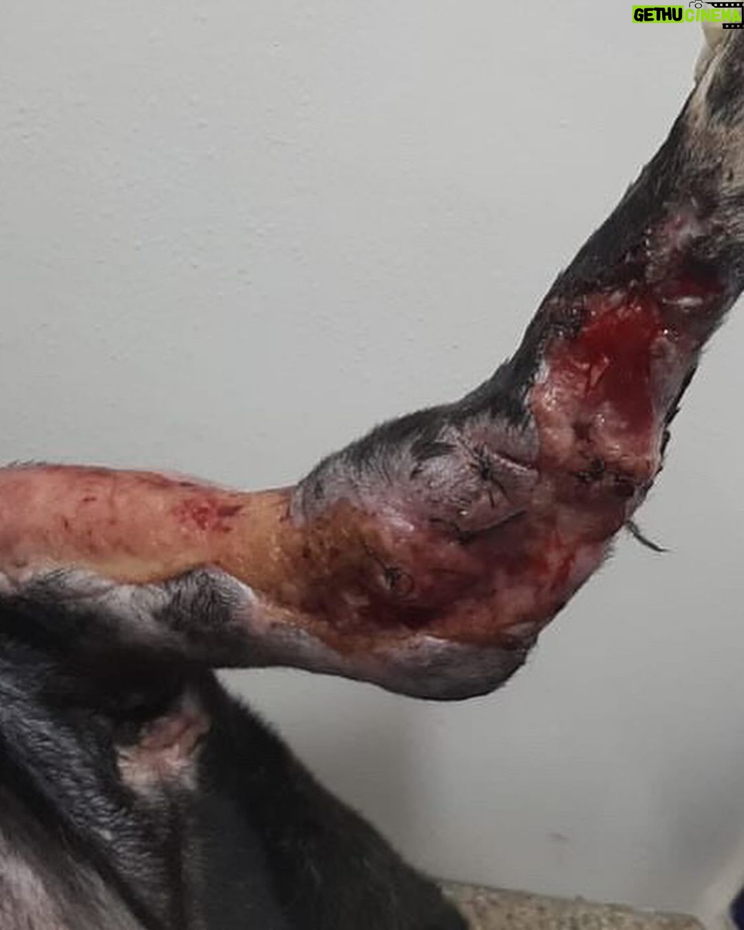 Swastika Mukherjee Instagram - Trigger Warning ๐๐ Please help treat this doggo. To donate -9717765888 or swipe left for scan code Via @pawnushka A bus in a school ran over this poor dog leaving him paralysed ,some local people tied bandages to his wound which has let the wound being rotten. He was reported to me by small girl that goes to this school.We have no scope to pick him up due to lack of funds as we yesterday only rescued a puppy with a deep cut on his belly. We are raising rs 30,000 for this dog as it will be a long journey so we need to have this much as buffer to pay the vets and boarding facility considering he is paralysed and cnt be left on road. The dog is lying helpless in thatโs school in this cold and my heart is breaking looking at his pictures
