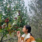 Tamanna Vyas Instagram - This is the apple-iest day of my life! 🍎 🍎 😋 #apple #appleorchards #applepicking #appletree #manali #travelgram #tamanna #tamannavyas Manali, Himachal Pradesh