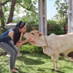 Tassnim Sheikh Instagram - Love love love... That's Nandini ❤️ #petcow #petcowsofinstagram #imemyself