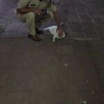 Tassnim Sheikh Instagram - Cats of my society compound.... They always wait for me at my society main gate. They like and love my massage ( मसाज).... Regards Sudhir kudalkar Sr police inspector MHB police station Mumbai @streetdogsofbombay @snezz14_94 @awcs.2020 @aashi6251 @streetdogs.are.familytoo @animal_rehab.shelter_byaditi @arianagrande @speechforspeechles_chittorgarh @wild_animalsgram @jenniferaniston @iamcardib @anushasdandekar @ayushmannk @dharnaaaaa @anonymousforthevoiceless @pfa.official @ayushmannk @kajalaggarwalofficial
