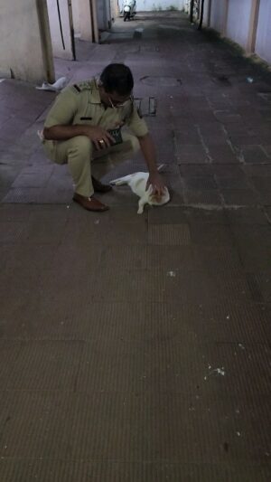 Tassnim Sheikh Instagram - Cats of my society compound....

They always wait for me at my society main gate.
They like and love my massage ( मसाज)....

Regards

Sudhir kudalkar
Sr police inspector
MHB police station
Mumbai

@streetdogsofbombay
@snezz14_94 @awcs.2020 @aashi6251 @streetdogs.are.familytoo @animal_rehab.shelter_byaditi @arianagrande @speechforspeechles_chittorgarh @wild_animalsgram @jenniferaniston @iamcardib @anushasdandekar @ayushmannk @dharnaaaaa @anonymousforthevoiceless @pfa.official @ayushmannk @kajalaggarwalofficial