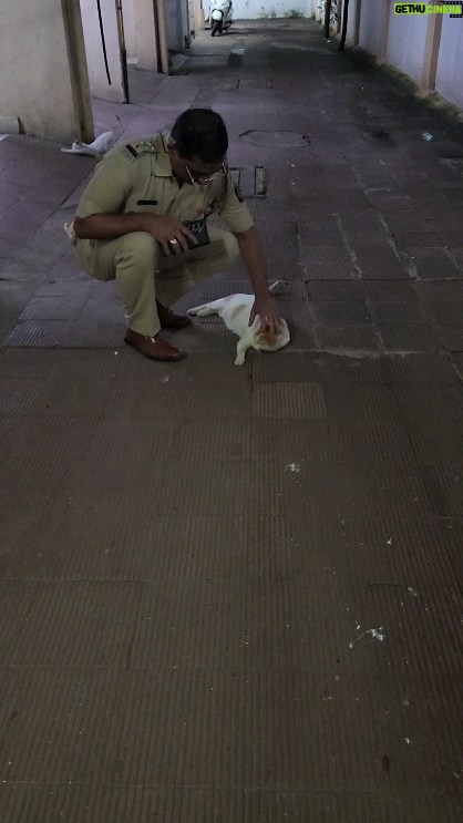 Tassnim Sheikh Instagram - Cats of my society compound.... They always wait for me at my society main gate. They like and love my massage ( मसाज).... Regards Sudhir kudalkar Sr police inspector MHB police station Mumbai @streetdogsofbombay @snezz14_94 @awcs.2020 @aashi6251 @streetdogs.are.familytoo @animal_rehab.shelter_byaditi @arianagrande @speechforspeechles_chittorgarh @wild_animalsgram @jenniferaniston @iamcardib @anushasdandekar @ayushmannk @dharnaaaaa @anonymousforthevoiceless @pfa.official @ayushmannk @kajalaggarwalofficial