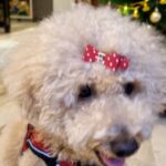 Tassnim Sheikh Instagram - Hahaha my baby @cuddles_nerurkarr ❤️🧿 #reelsinstagram #poodlereel #instagramreels #instareels #toypoodle #mypet #xmas #xmastree