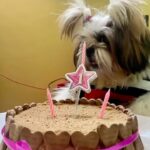 Tiyasha Lepcha Instagram - HAPPY BIRTHDAY TOJO 🎉 #bithdaybash #1yearBirthday