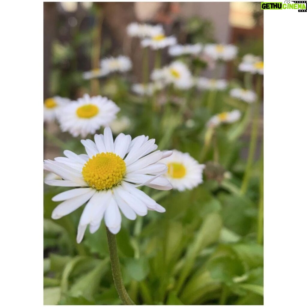 Tunisha Sharma Instagram - Where flowers bloom so does hope🕊