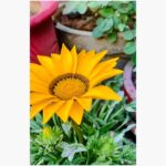 Tunisha Sharma Instagram - Where flowers bloom so does hope🕊