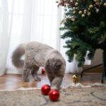 Vaani Kapoor Instagram - Wishing you a Christmas filled with joy and a cat dressed to impress 🐱🎄❤️✨