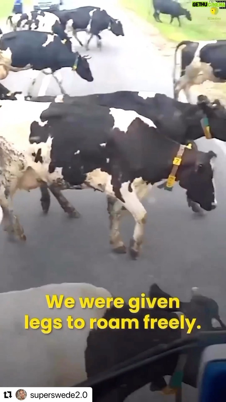 Vedhika Instagram - How dare we??? #Repost @superswede2.0 with @use.repost ・・・ WHAT. HAVE. WE. DONE. The way we treat animals today, will be seen as a defining moral failing of our age 💔 Don’t look away. Instead use your voice to fight for them. They don’t deserve this. Rp: @alsaceanimalsave #bekindtoanimals#govegan#bekind#animalsoverhumans#everylifematters