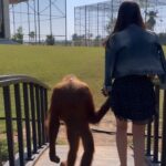 Vinali Bhatnagar Instagram - Only if someone looked at me like Hanouba did🥺. . . @thezoopark . . #animallove #loveit #nature #creature #dubai #orangutan