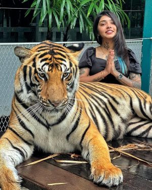 Vishwa Rathod Instagram - Have you ever seen a real tiger..? (Chhoti Bachi Ho kya) 🐯🐯 

#ootd #pictureoftheday #potd #tattoo #tattoos #tattoogirl #ethnicwear #piercing #piercings #nature #bepositive #thinkpositive #staystrong #stayhappy #loveyourself #nevish #wisharmy🖤 #instagood #trending #smile #happyme #viral #instafamily #picoftheday #instagram #creator