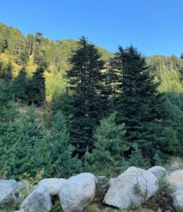 Waluscha De Sousa Instagram - ✌🏼️ Bhaderwah the paradise
