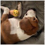 Zoya Akhtar Instagram - Lucky & New Toy #homeiswherethedoggois