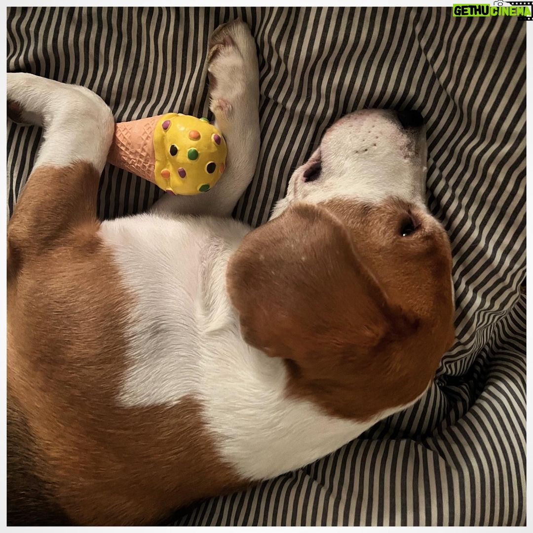 Zoya Akhtar Instagram - Lucky & New Toy #homeiswherethedoggois