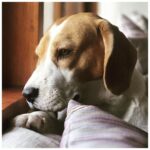 Zoya Akhtar Instagram - Profiled #luckylucianoakhtar #beagleboy #babyboy #morninghang #portrait