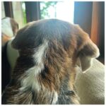 Zoya Akhtar Instagram - I Hear Its International Doggie Day 🐶 #bekind #doggiesareagirlsbestfriend #boogieakhtar #luckylucianoakhtar ♥️