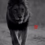 50 Cent Instagram - They always leave that part out 💯@bransoncognac @lecheminduroi