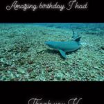 Abdel Aziz El Sayegh Instagram - انحاااش الشاااارك ( الجرجور) ( اليريور) اليرجور الجريور the white tip shark شكرا بوعلي @khaledjamall Bali Gili T Manta point nusa lembongan