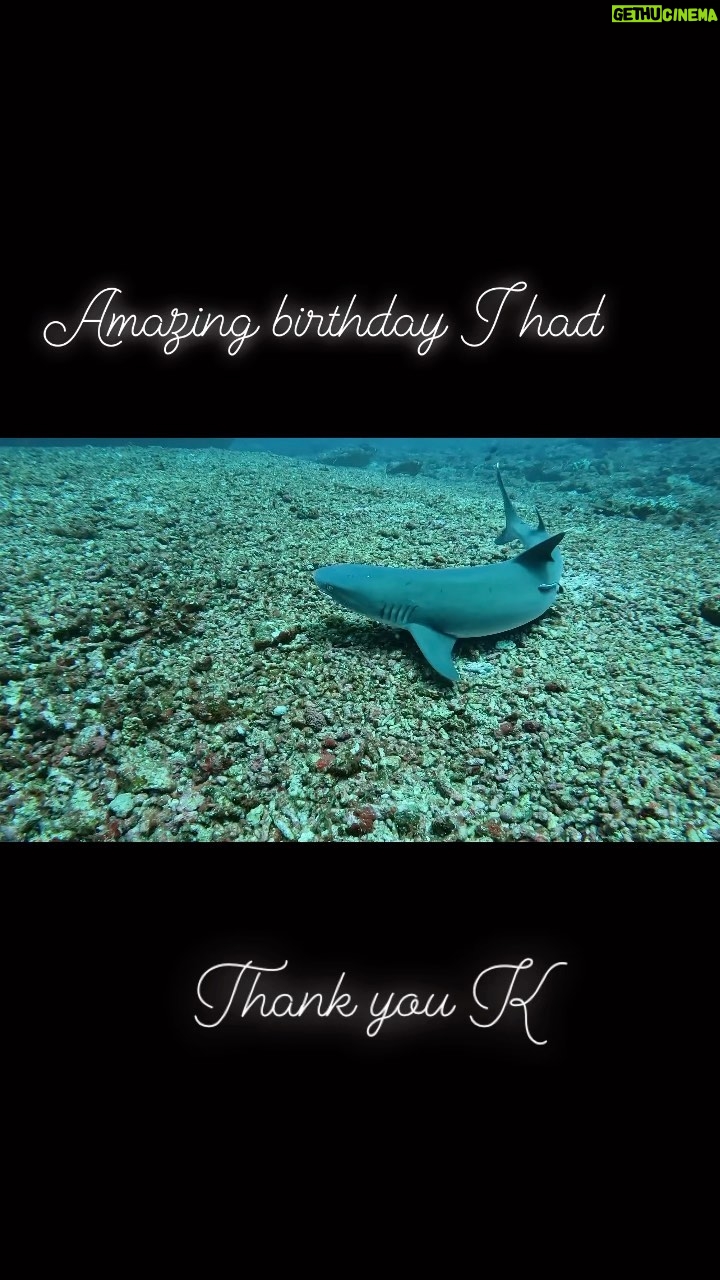 Abdel Aziz El Sayegh Instagram - انحاااش الشاااارك ( الجرجور) ( اليريور) اليرجور الجريور the white tip shark شكرا بوعلي @khaledjamall Bali Gili T Manta point nusa lembongan