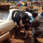 Abdul Razak Alhassan Instagram – 😂😂😂 how can you not Love Africa? All I want to know is which one of them came up with this idea. 😂😂😂