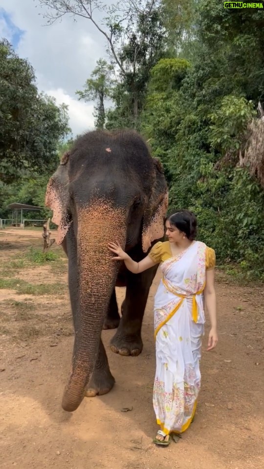 Adah Sharma - 2.1 Million Likes - What is your favourite memory of 2023?
I met someone who I had an instant connection with and I became a fan 😍
This video is at the rehabilitation centre for abused elephants. The elephants are not trained and sticks are not used on them, no loud sounds , screaming.
This elephant was jungle se, the other one was circus se rescued, then ek aur tha who was abused for rides, his scull is cracked because of constant strikes with a stick. They live her (not caged)