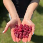 Adam Borics Instagram - 🇺🇸Nothing like homegrown fruits 🇭🇺A kertben termett gyümölcshöz semmi nem fogható 😍Nektek melyik a kedvenc nyári gyümölcsötök?🍒🍓 Berekfurdo