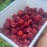 Adam Borics Instagram - 🇺🇸Nothing like homegrown fruits 🇭🇺A kertben termett gyümölcshöz semmi nem fogható 😍Nektek melyik a kedvenc nyári gyümölcsötök?🍒🍓 Berekfurdo