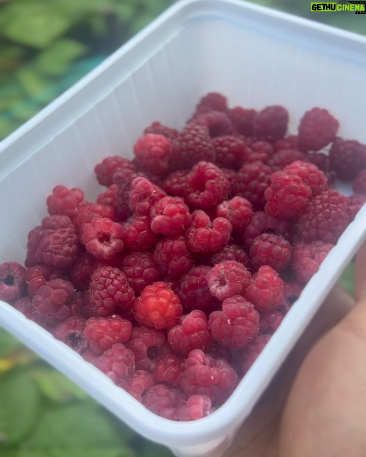 Adam Borics Instagram - 🇺🇸Nothing like homegrown fruits 🇭🇺A kertben termett gyümölcshöz semmi nem fogható 😍Nektek melyik a kedvenc nyári gyümölcsötök?🍒🍓 Berekfurdo