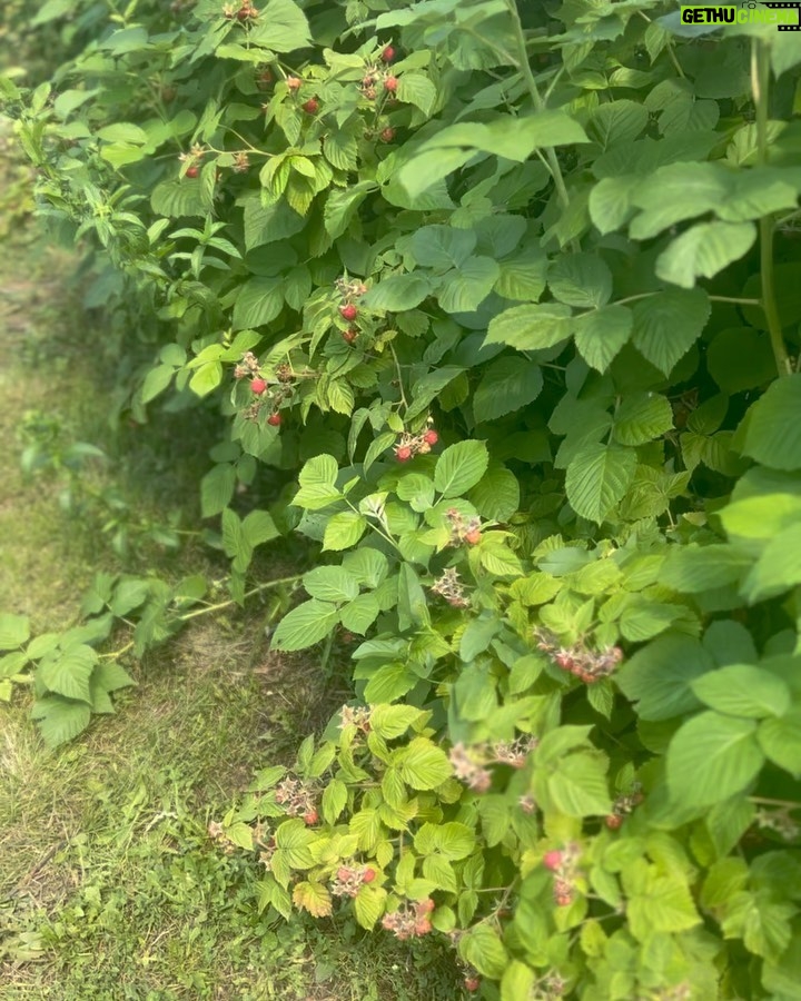 Adam Borics Instagram - 🇺🇸Nothing like homegrown fruits 🇭🇺A kertben termett gyümölcshöz semmi nem fogható 😍Nektek melyik a kedvenc nyári gyümölcsötök?🍒🍓 Berekfurdo