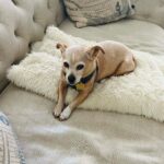 Adrianne Palicki Instagram - Wishing everyday could be a lounge day like this… well I guess it is for Olly 😂❤️🤷‍♀️🐶 Austin, Texas